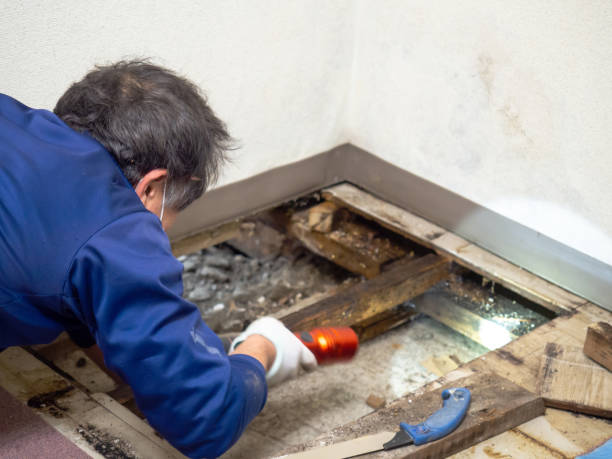 Cotulla, TX Mold Remediation Company